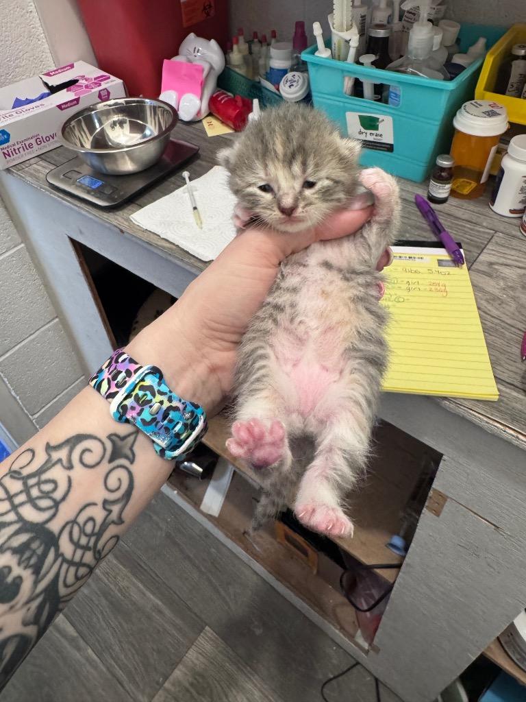 Hazel, Adoptable, Kitten Female Domestic Short Hair.