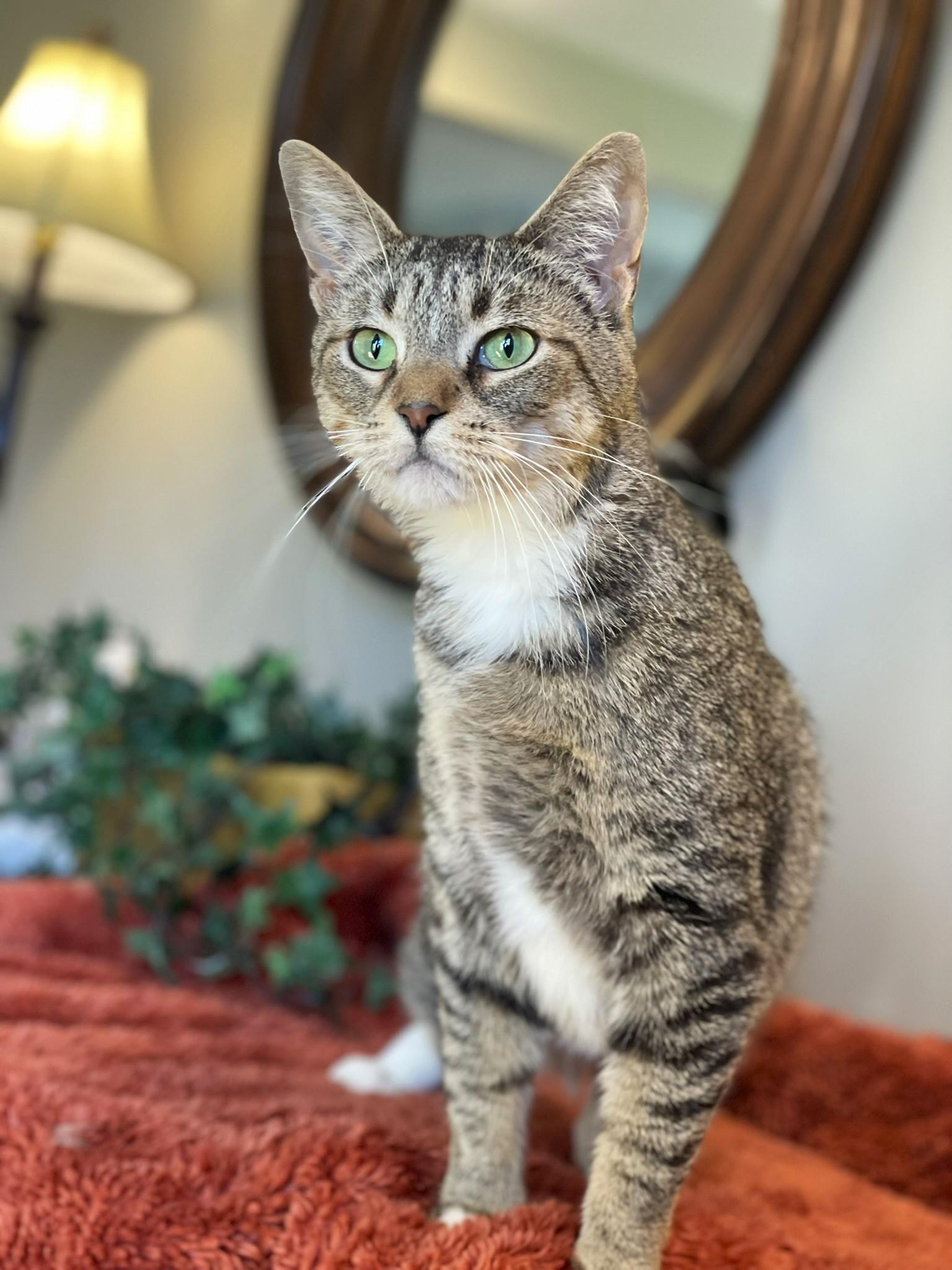 Enlarge Kittan, a ADOPTABLE Tabby in Taylor, MI image 2/6