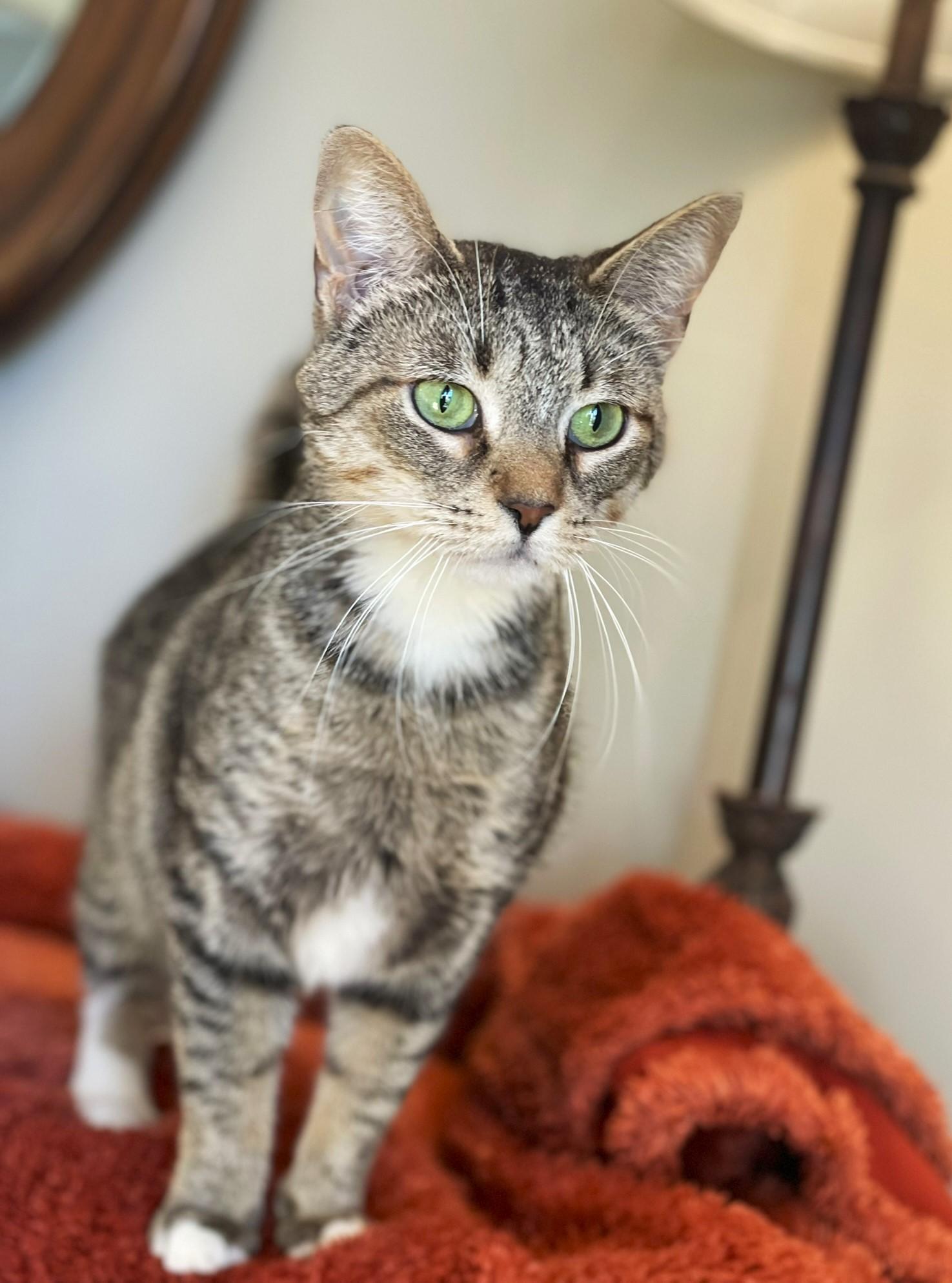 Enlarge Kittan, a ADOPTABLE Tabby in Taylor, MI image 5/6
