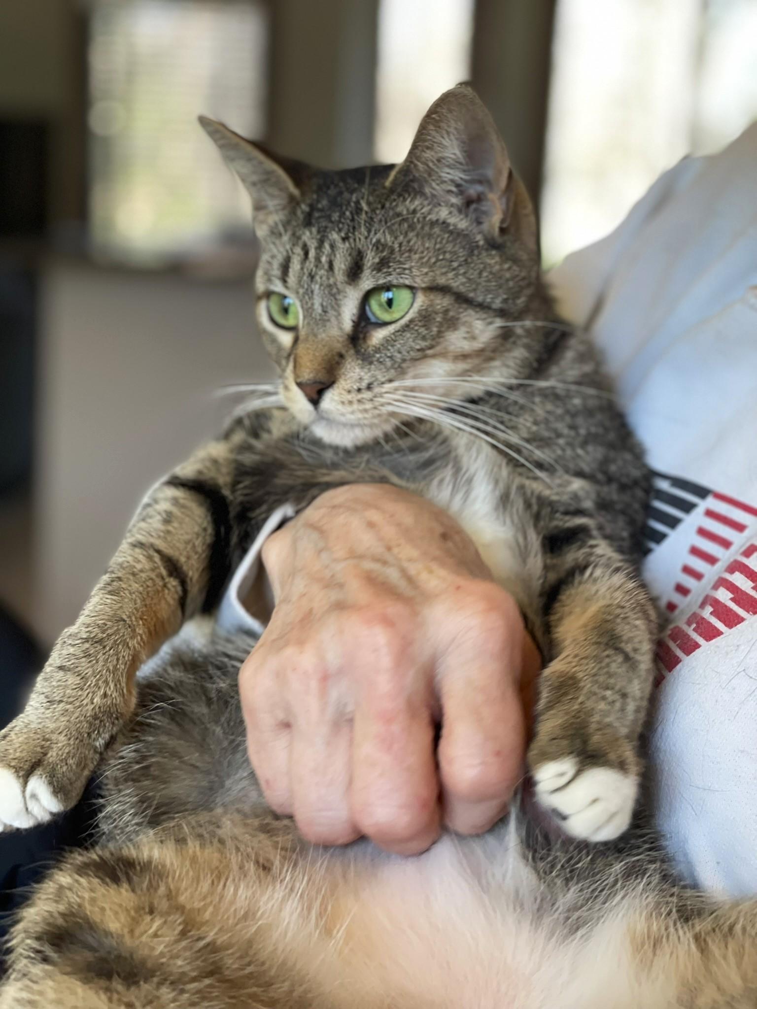 Kittan, ADOPTABLE, Young Female Tabby.