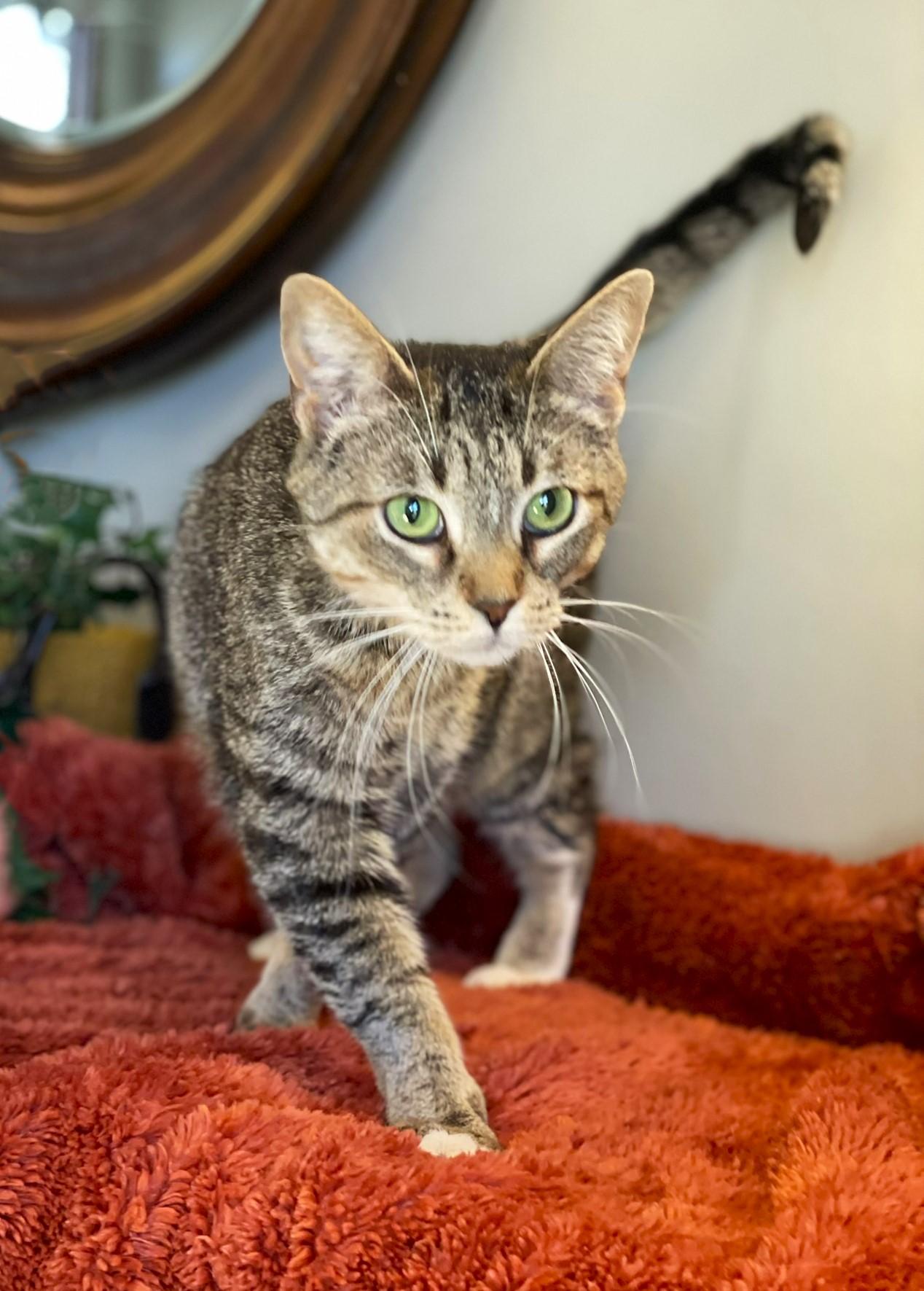 Enlarge Kittan, a ADOPTABLE Tabby in Taylor, MI image 4/6