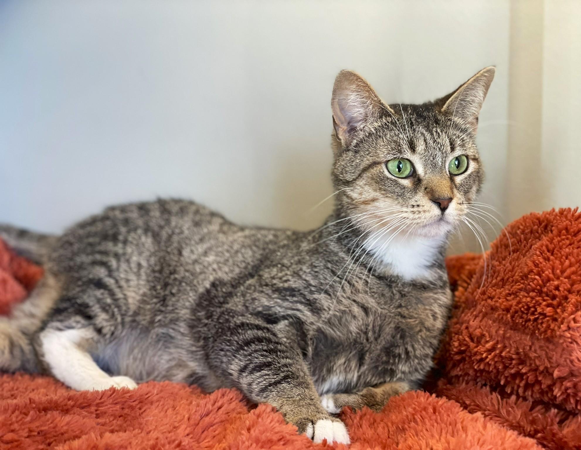 Enlarge Kittan, a ADOPTABLE Tabby in Taylor, MI image 3/6