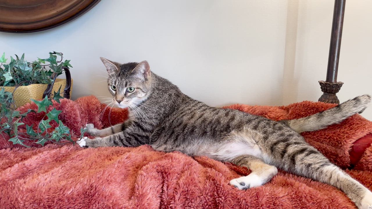 Enlarge Kittan, a ADOPTABLE Tabby in Taylor, MI video 6/6