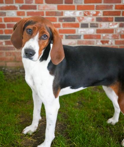 Luna, Adoptable, Adult Female Coonhound & Mixed Breed.