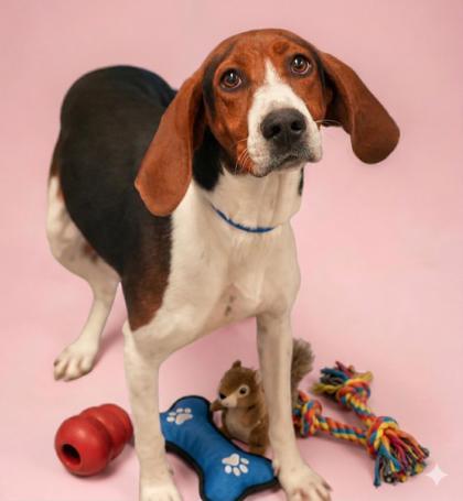 Enlarge Luna, a Adoptable mixed breed in Bowling Green, KY image 2/2