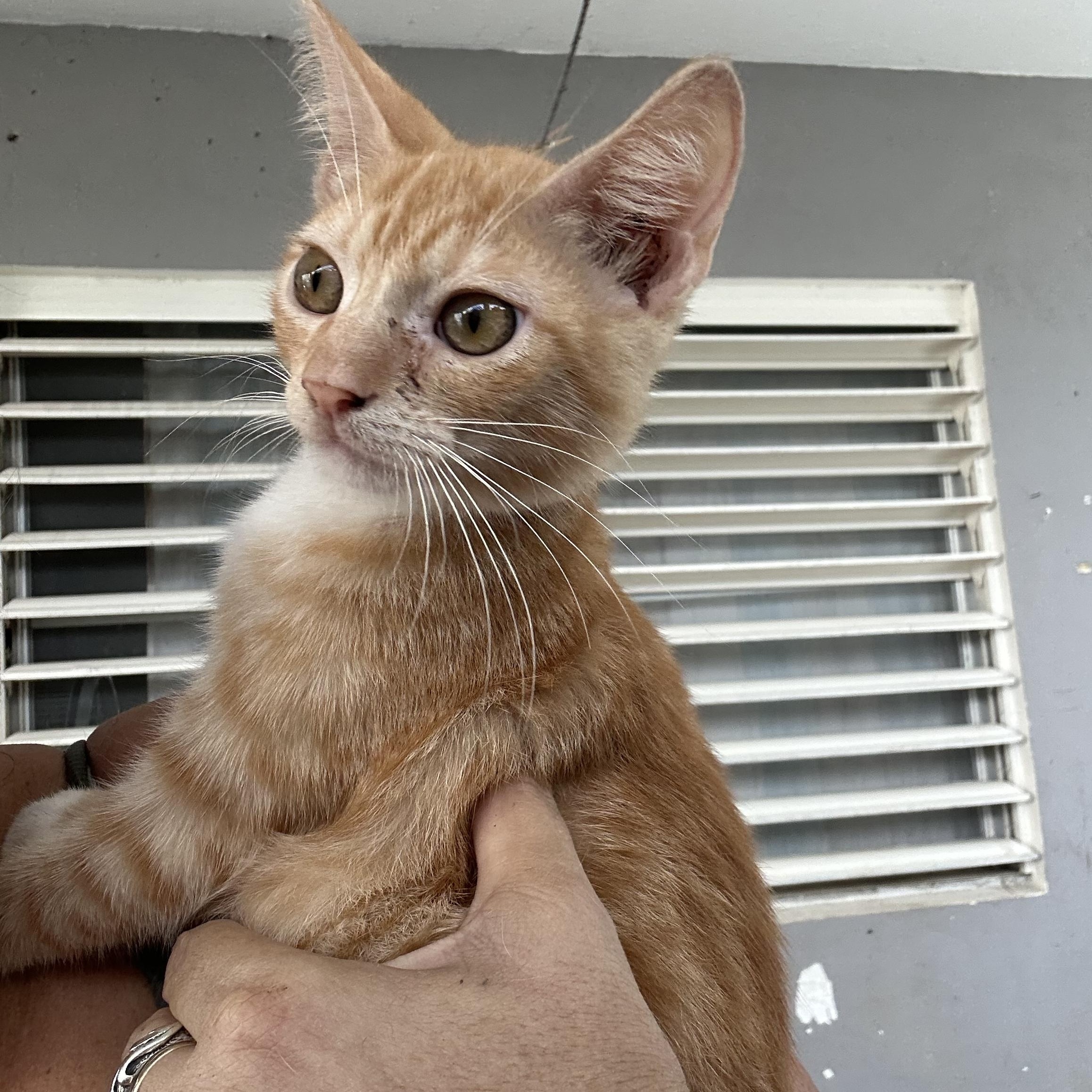 Ford (JR), a Adoptable Tabby in Pittsfield, MA image 5/5