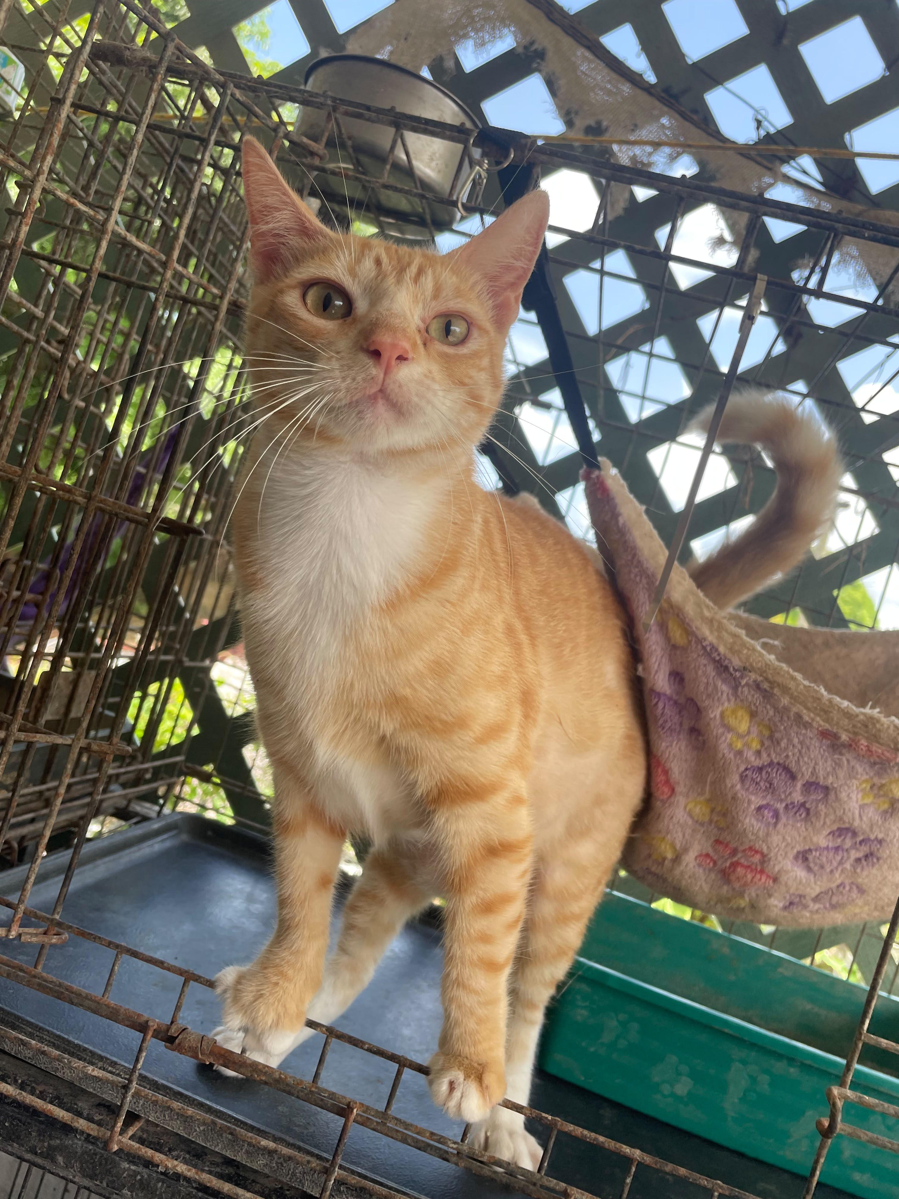 Ford (JR), adoptable, Young Male Tabby.