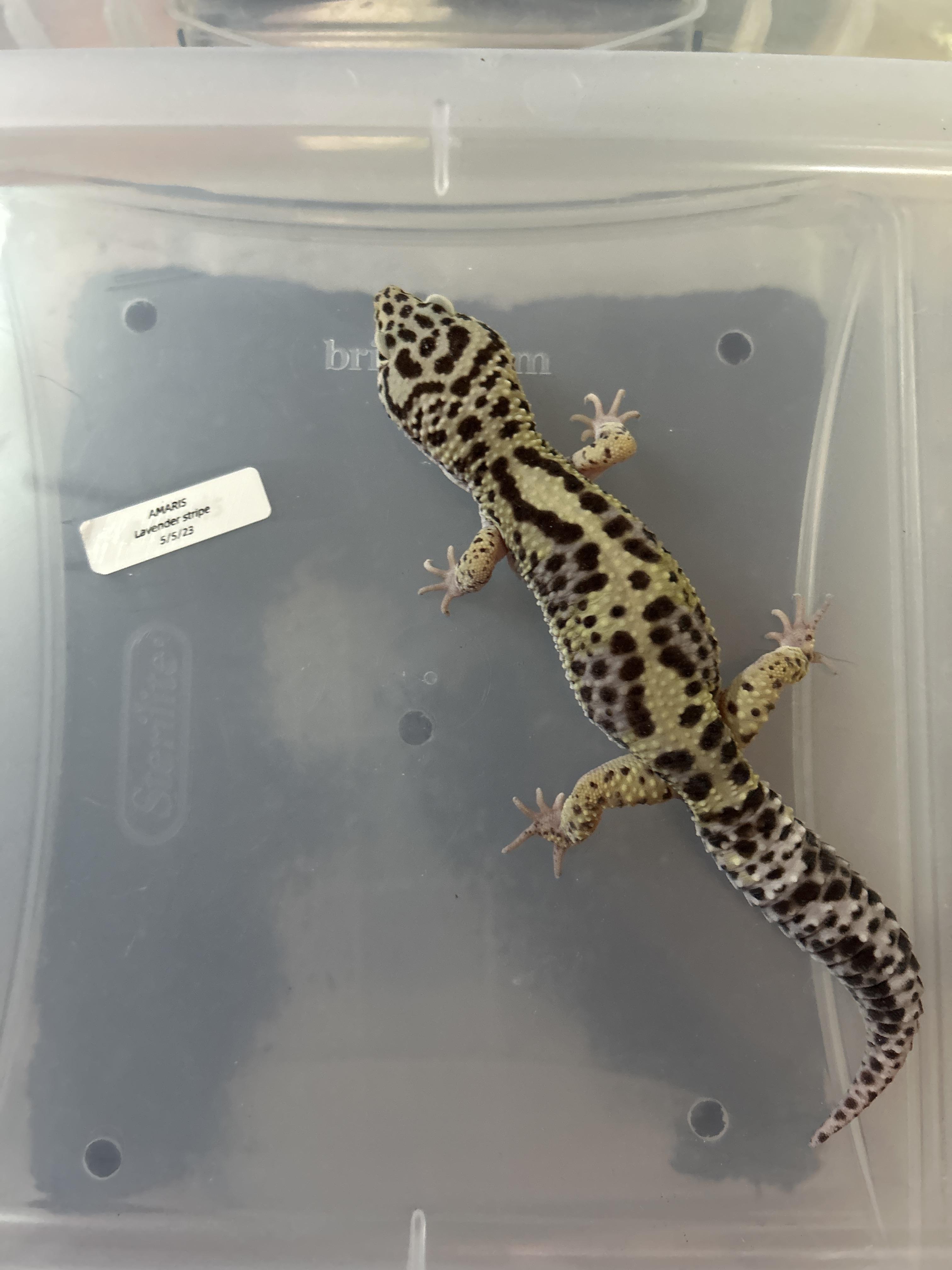 Enlarge Leopard Gecko, a Adoptable Gecko in Concord, CA image 1/1
