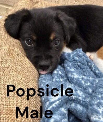 Popsicle, adopted, Puppy Male Mixed Breed.