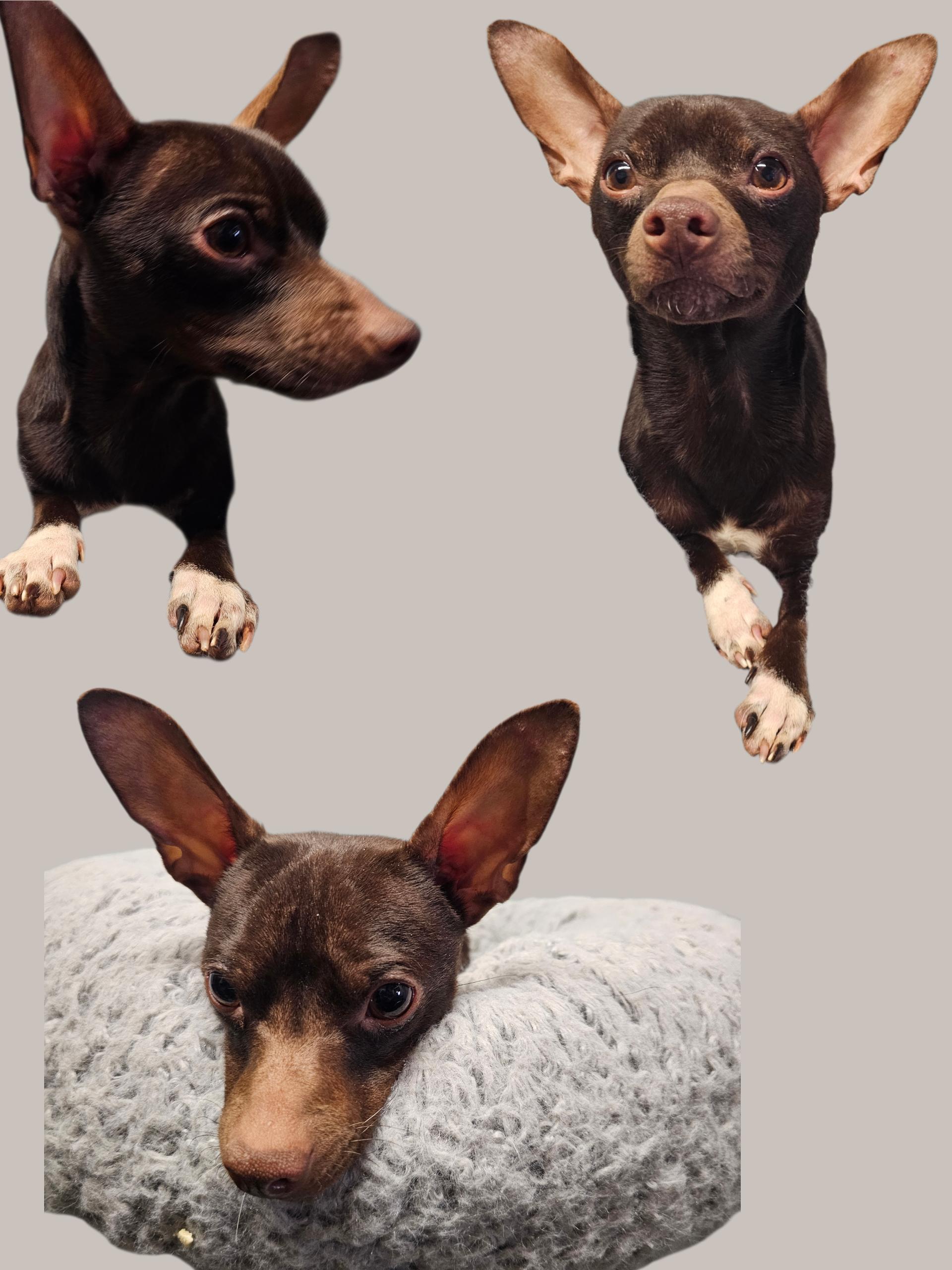 Enlarge Burke, a ADOPTABLE Chihuahua in Chesnee, SC image 2/5