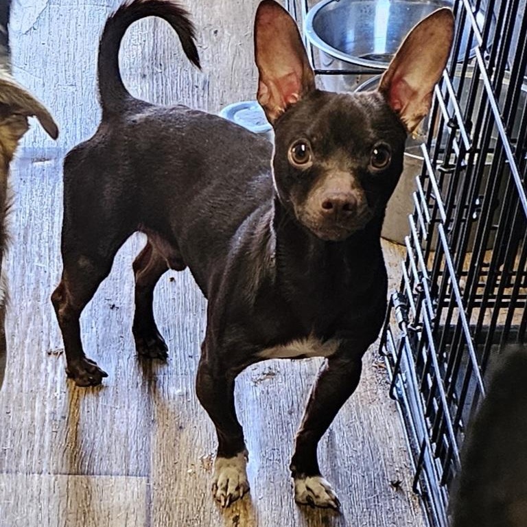 Enlarge Burke, a ADOPTABLE Chihuahua in Chesnee, SC image 2/3