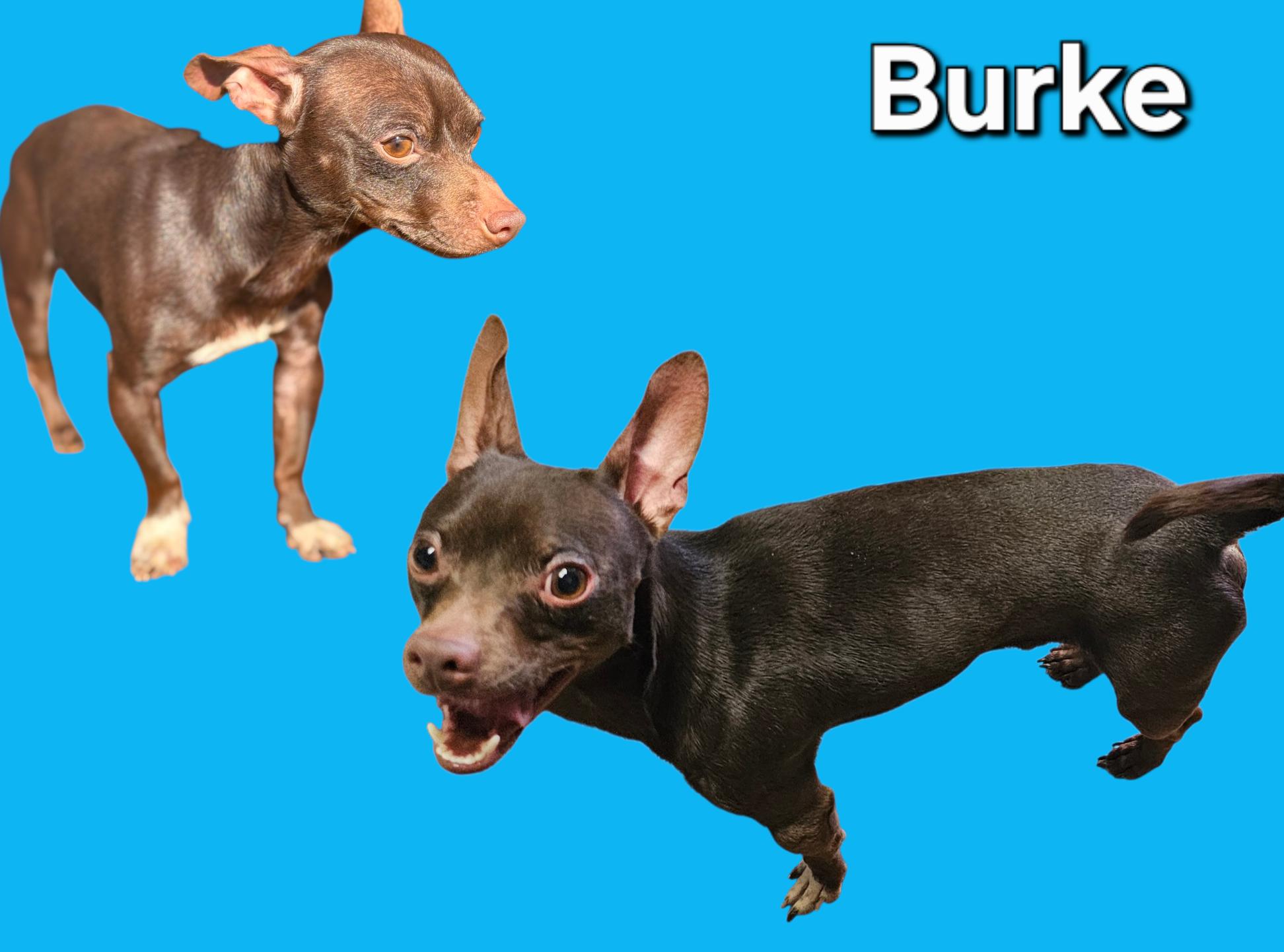 Enlarge Burke, a ADOPTABLE Chihuahua in Chesnee, SC image 1/3