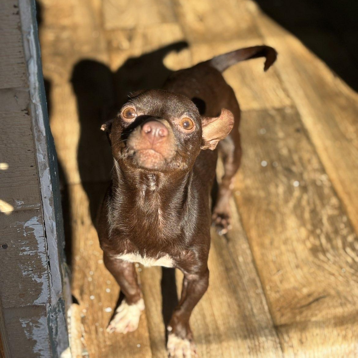 Enlarge Burke, a ADOPTABLE Chihuahua in Chesnee, SC image 3/3