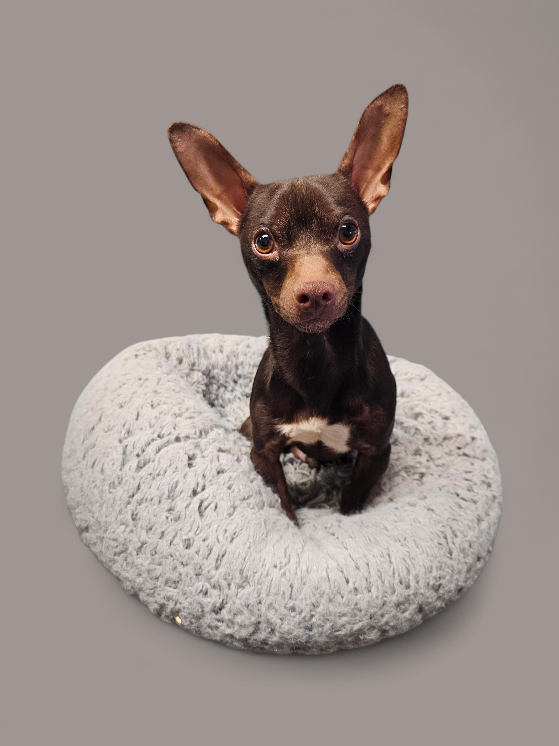 Burke, ADOPTABLE, Adult Male Chihuahua.