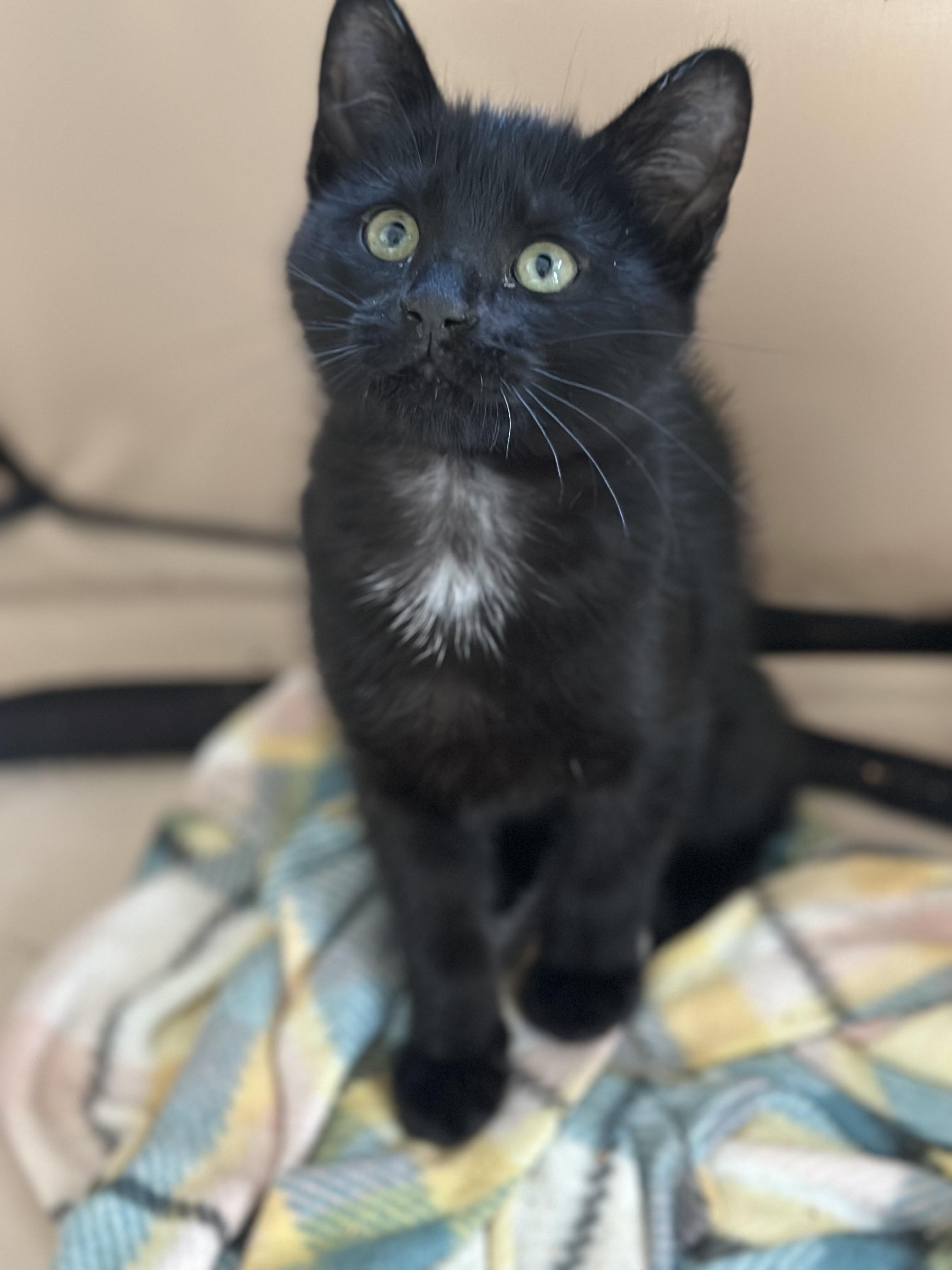 DAX (NEEDIEST kitten EVER) *watch video , a ADOPTABLE Domestic Short Hair in Port Orange, FL image 6/6