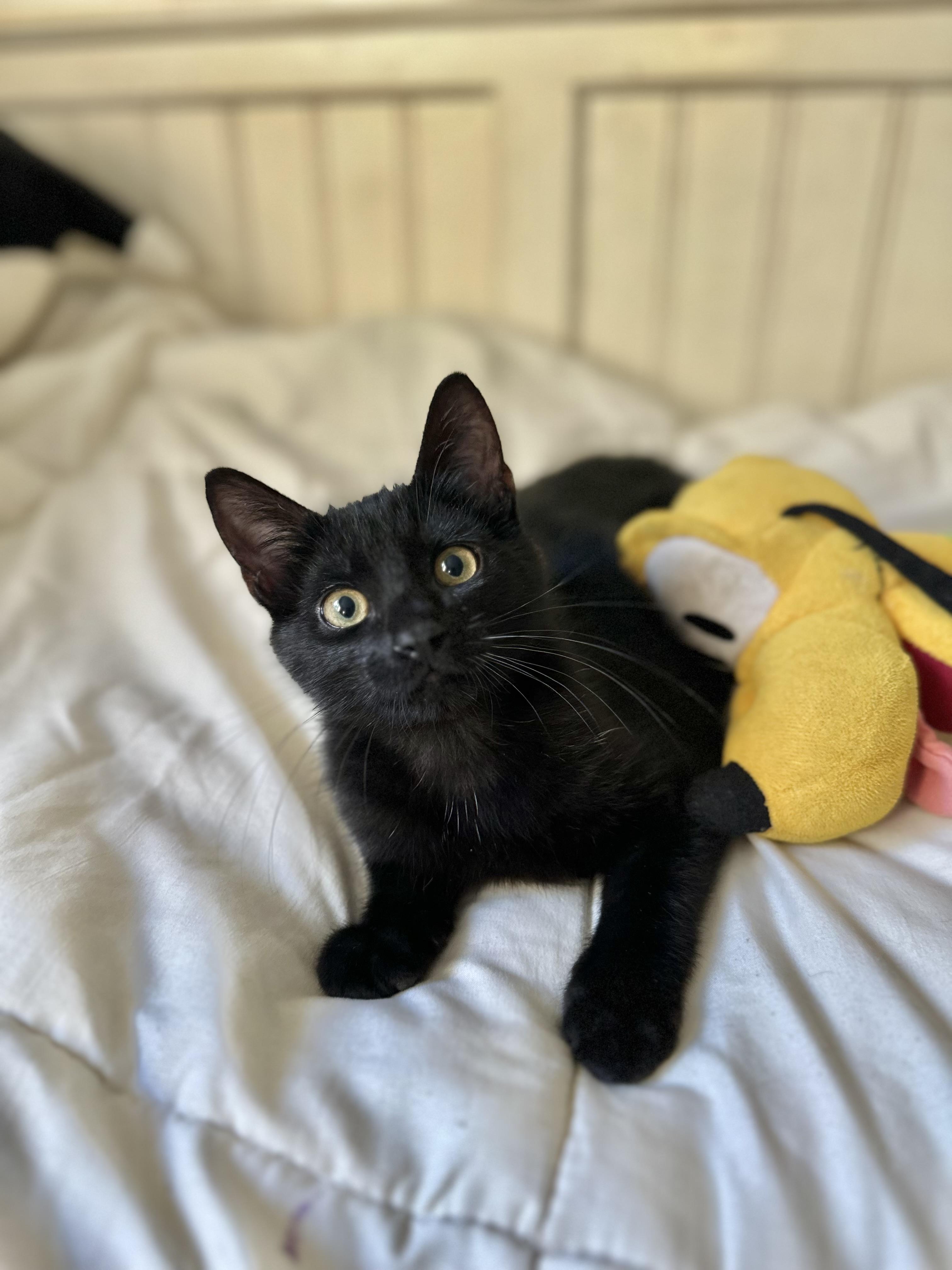 DAX (NEEDIEST kitten EVER) *watch video , a ADOPTABLE Domestic Short Hair in Port Orange, FL image 2/6