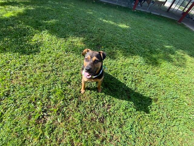 Enlarge Tiny Tim, a ADOPTABLE mixed breed in Fayetteville, AR image 3/6