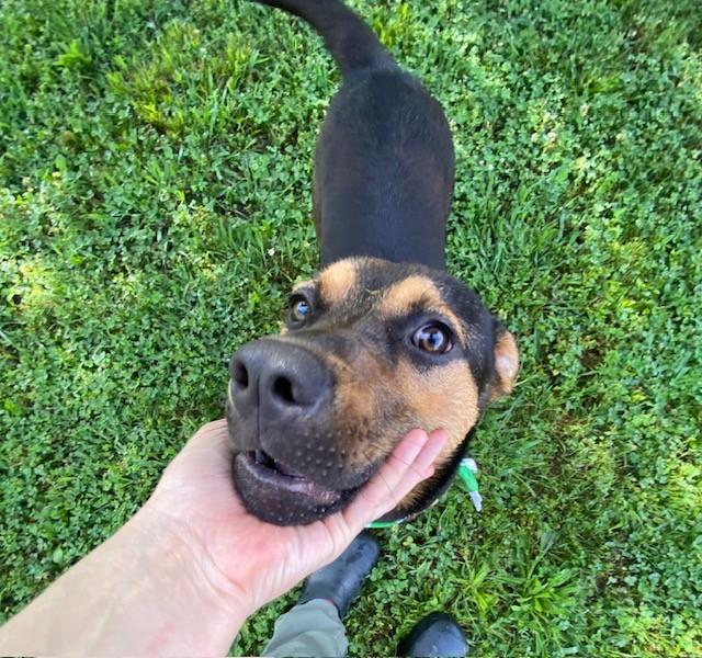 Enlarge Tiny Tim, a ADOPTABLE mixed breed in Fayetteville, AR image 6/6