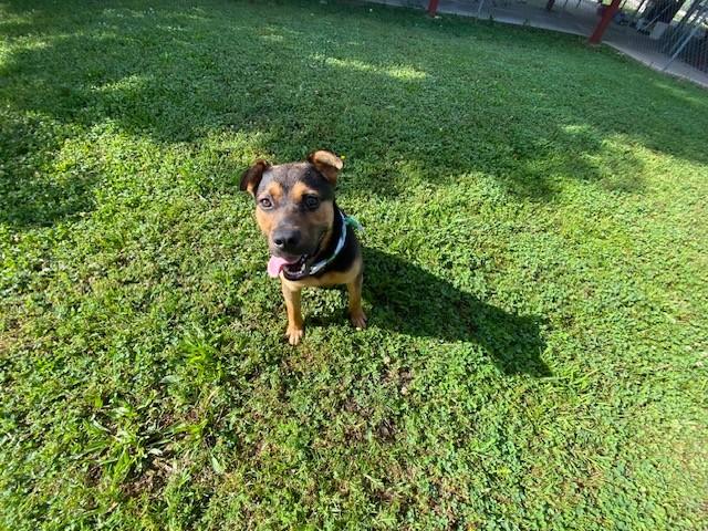 Tiny Tim, ADOPTABLE, Adult Male Shepherd & Pit Bull Terrier.