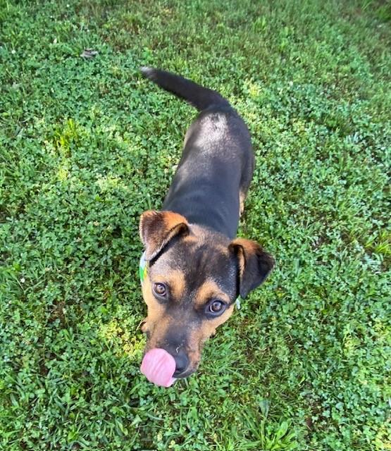 Enlarge Tiny Tim, a ADOPTABLE mixed breed in Fayetteville, AR image 2/6