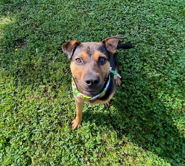 Enlarge Tiny Tim, a ADOPTABLE mixed breed in Fayetteville, AR image 4/6