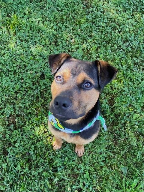 Enlarge Tiny Tim, a ADOPTABLE mixed breed in Fayetteville, AR image 5/6