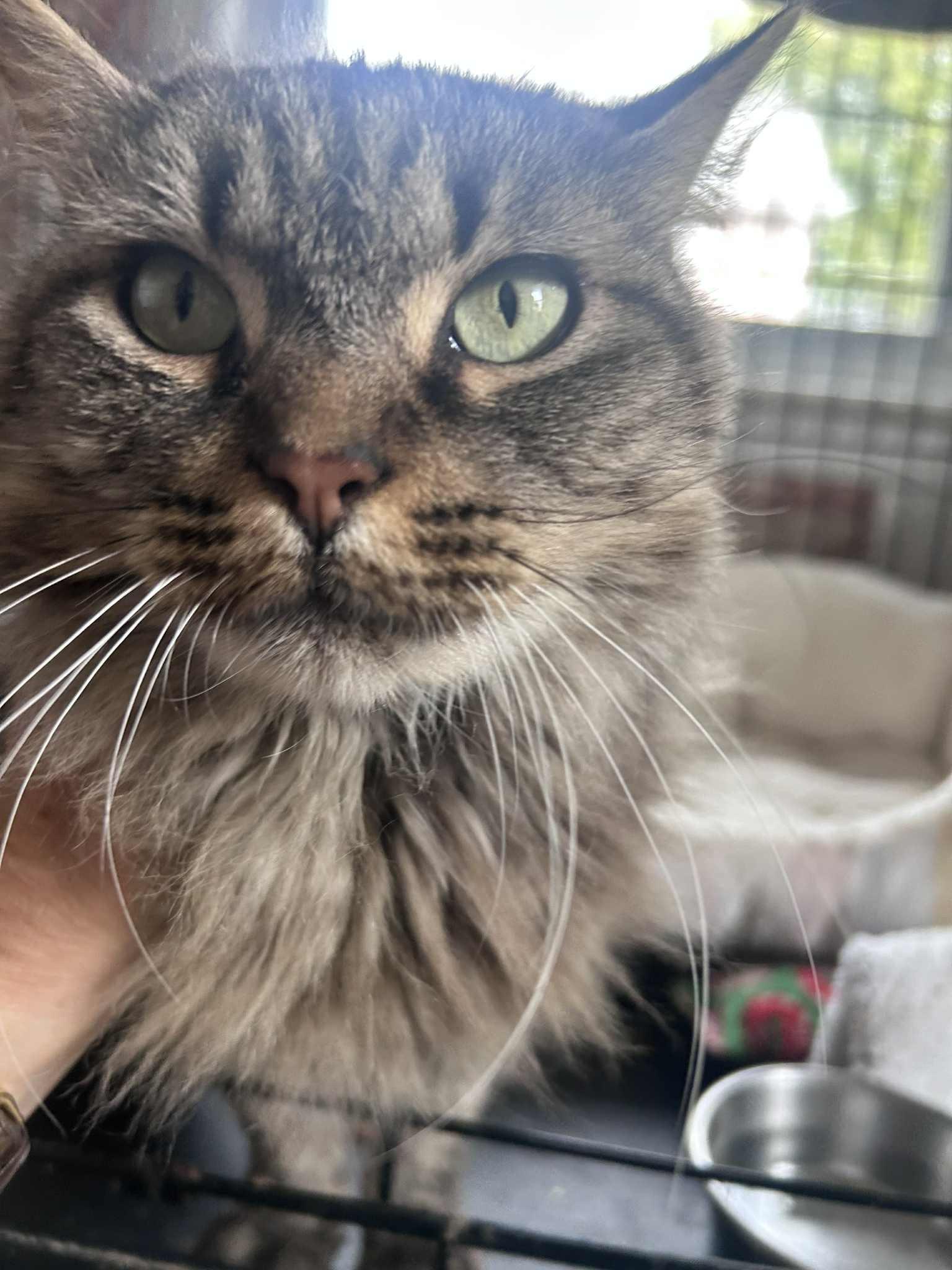 Enlarge Kyra (senior), a ADOPTABLE mixed breed in Huntington, NY image 4/5