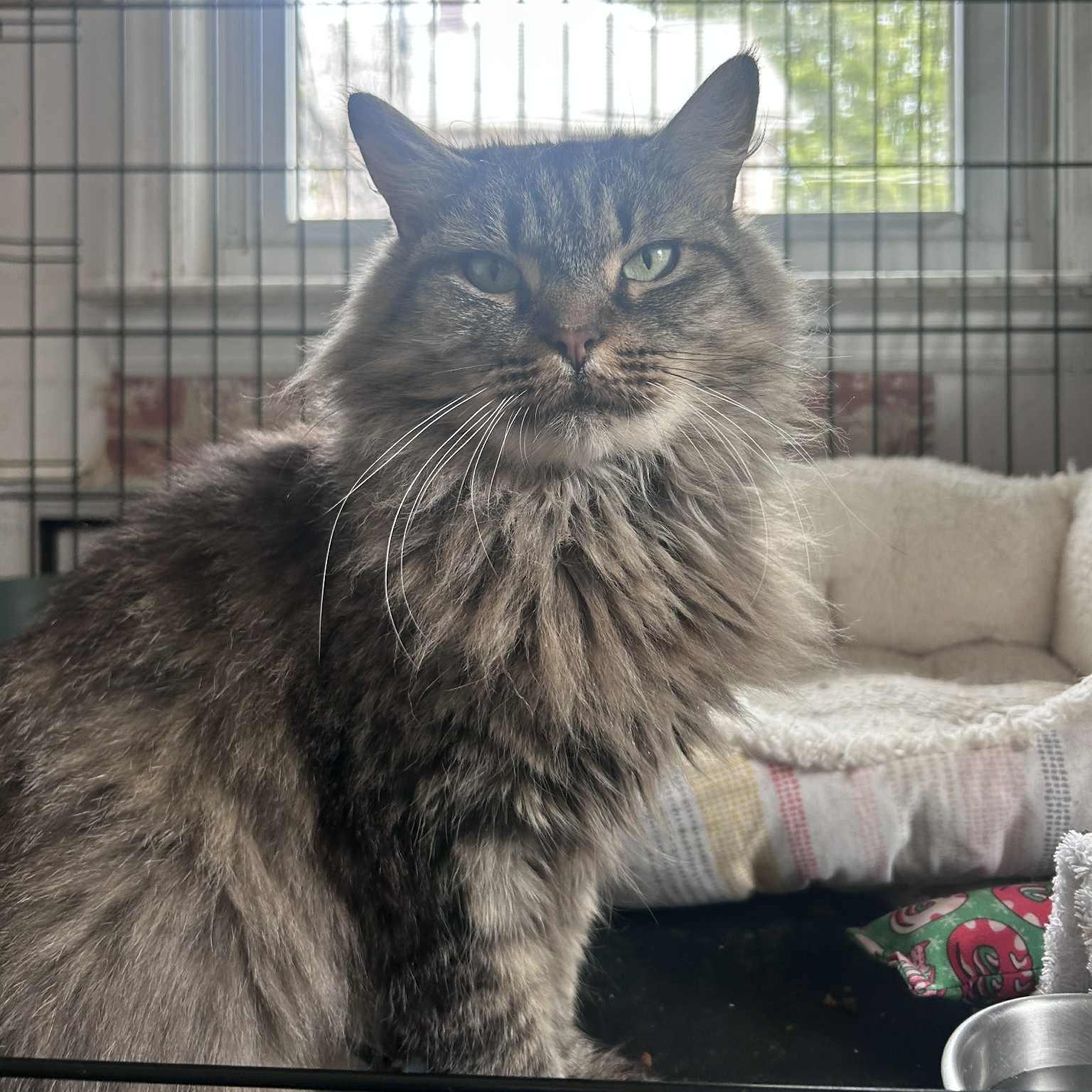 Kyra (senior), ADOPTABLE, Senior Female Domestic Long Hair & Maine Coon.