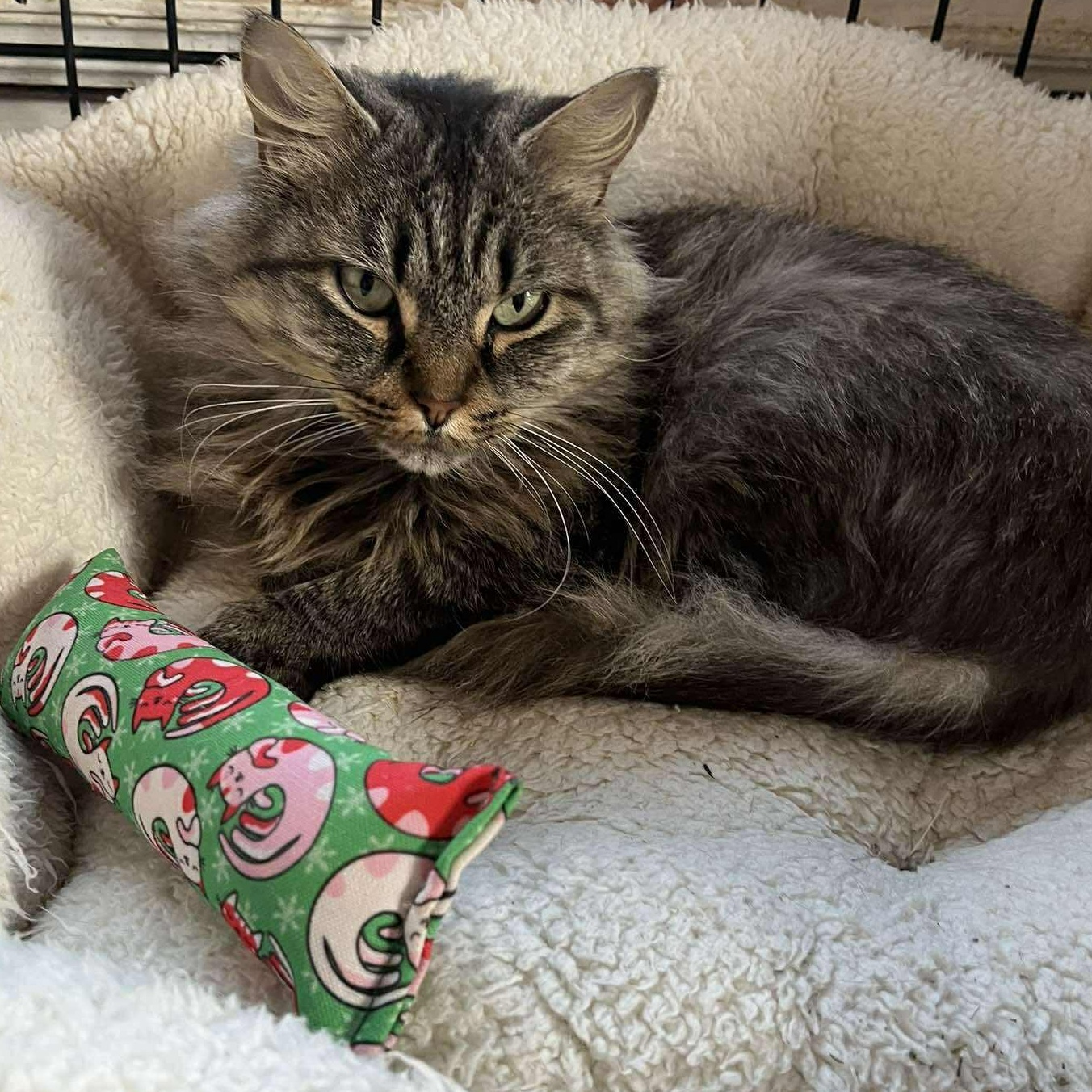 Enlarge Kyra (senior), a ADOPTABLE mixed breed in Huntington, NY image 3/5