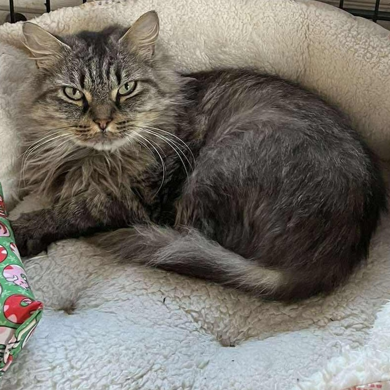 Enlarge Kyra (senior), a ADOPTABLE mixed breed in Huntington, NY image 5/5