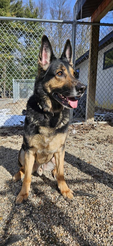 Azul, Adoptable, Adult Male German Shepherd Dog.