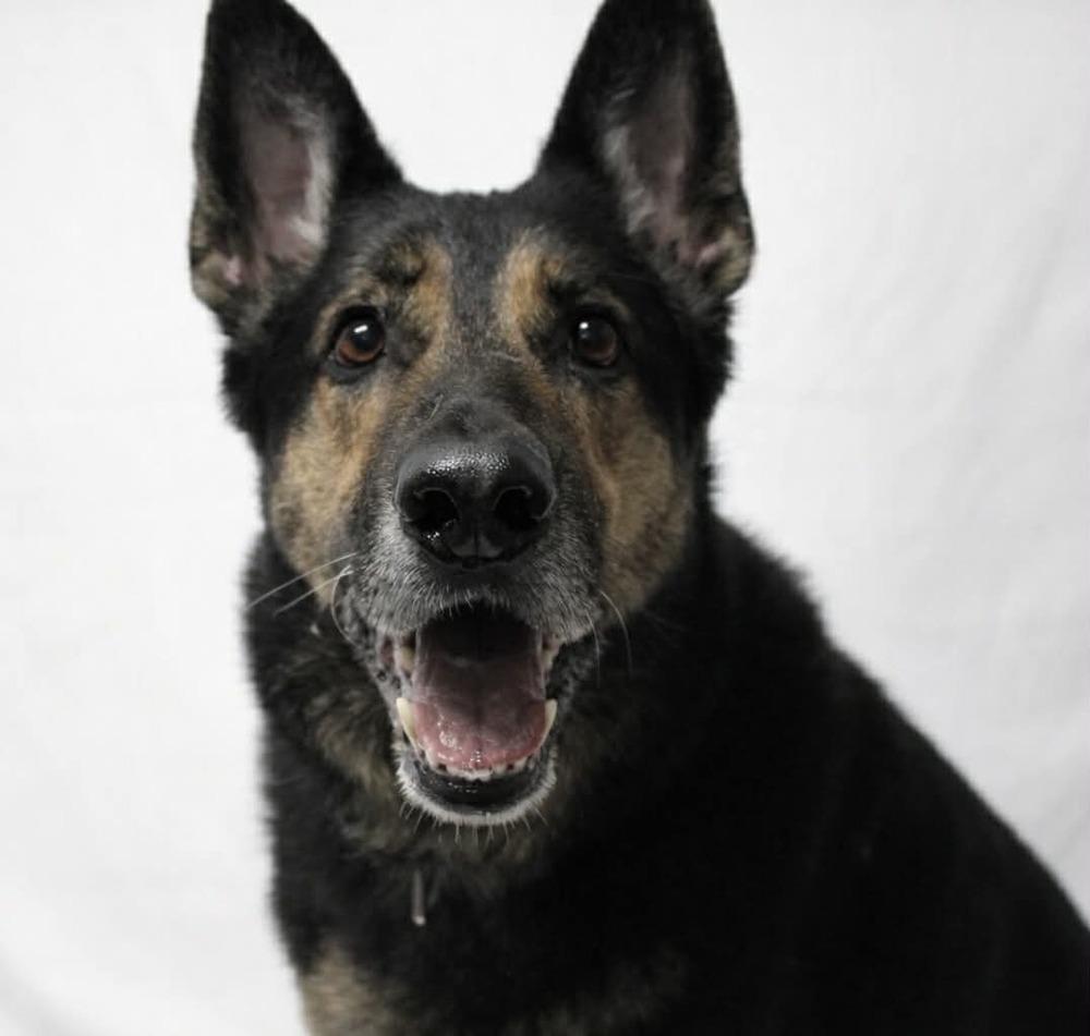 Azul, Adoptable, Adult Male German Shepherd Dog.