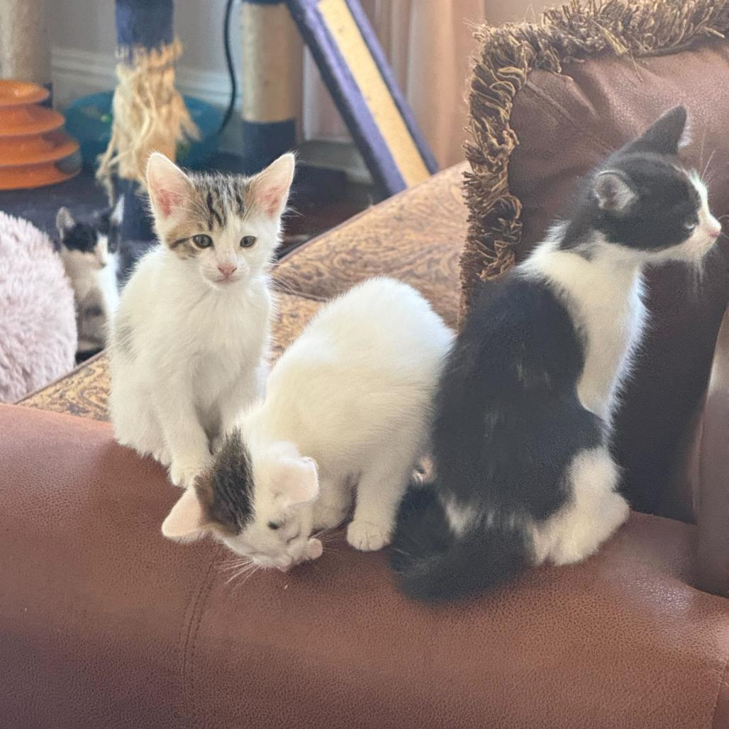 Forest, Adoptable, Kitten Male Domestic Short Hair.