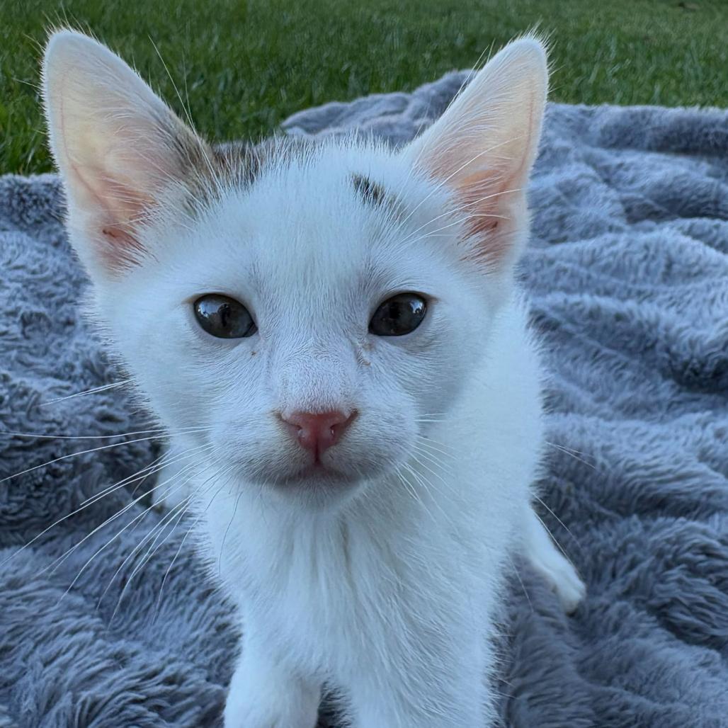 Enlarge Forest, a Adoptable Domestic Short Hair in Escondido, CA image 2/6