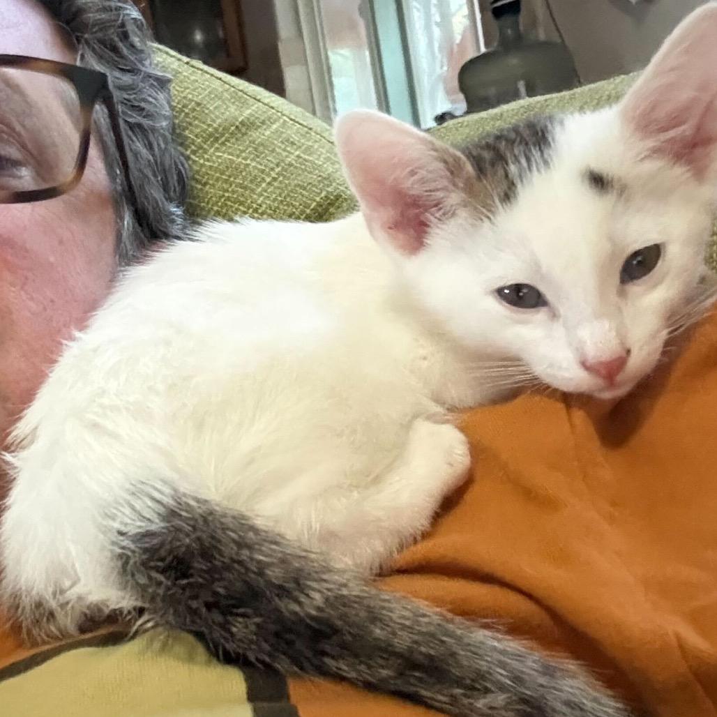 Enlarge Forest, a Adoptable Domestic Short Hair in Escondido, CA image 3/6