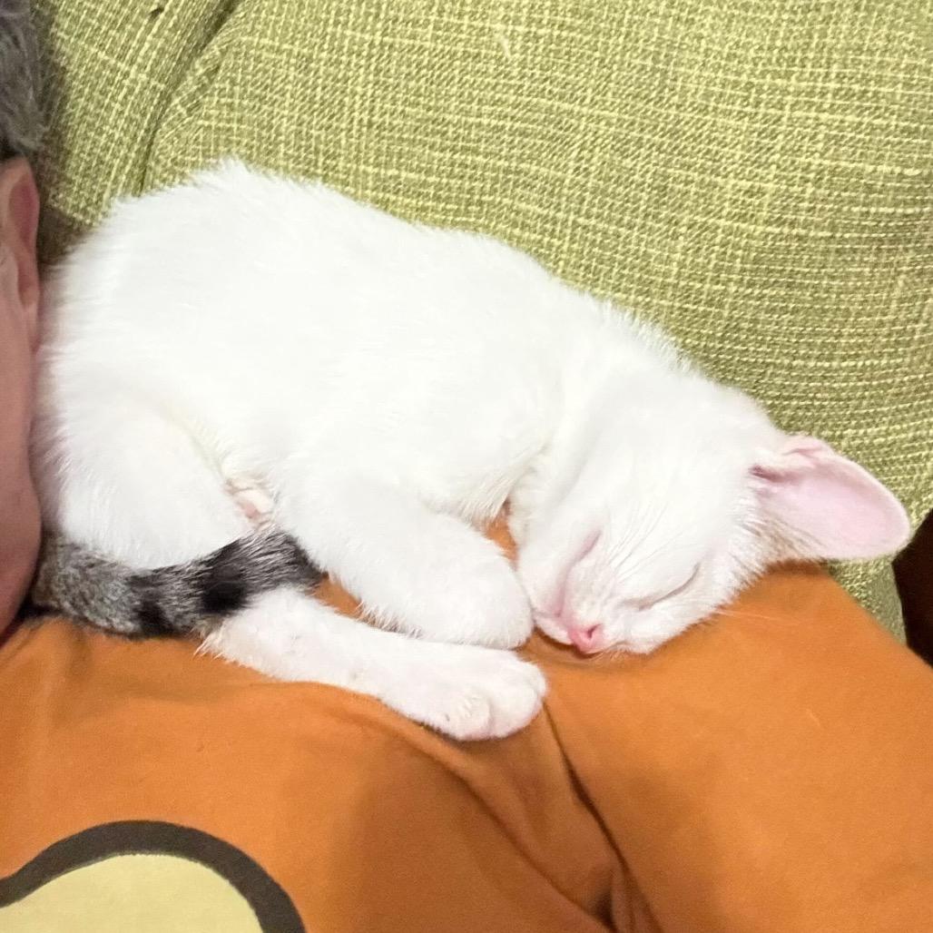 Enlarge Forest, a Adoptable Domestic Short Hair in Escondido, CA image 6/6