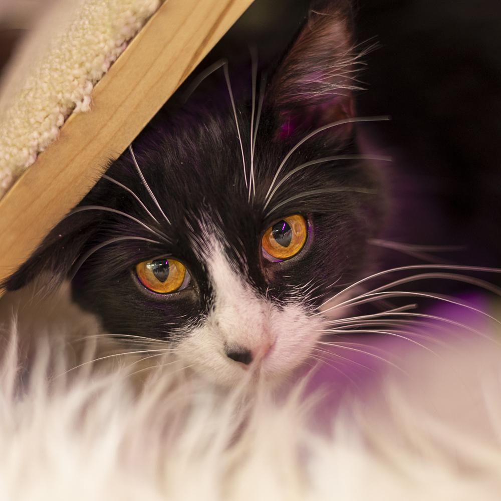 **Cat Cafe** Fluffs, Adoptable, Young Female Domestic Medium Hair.