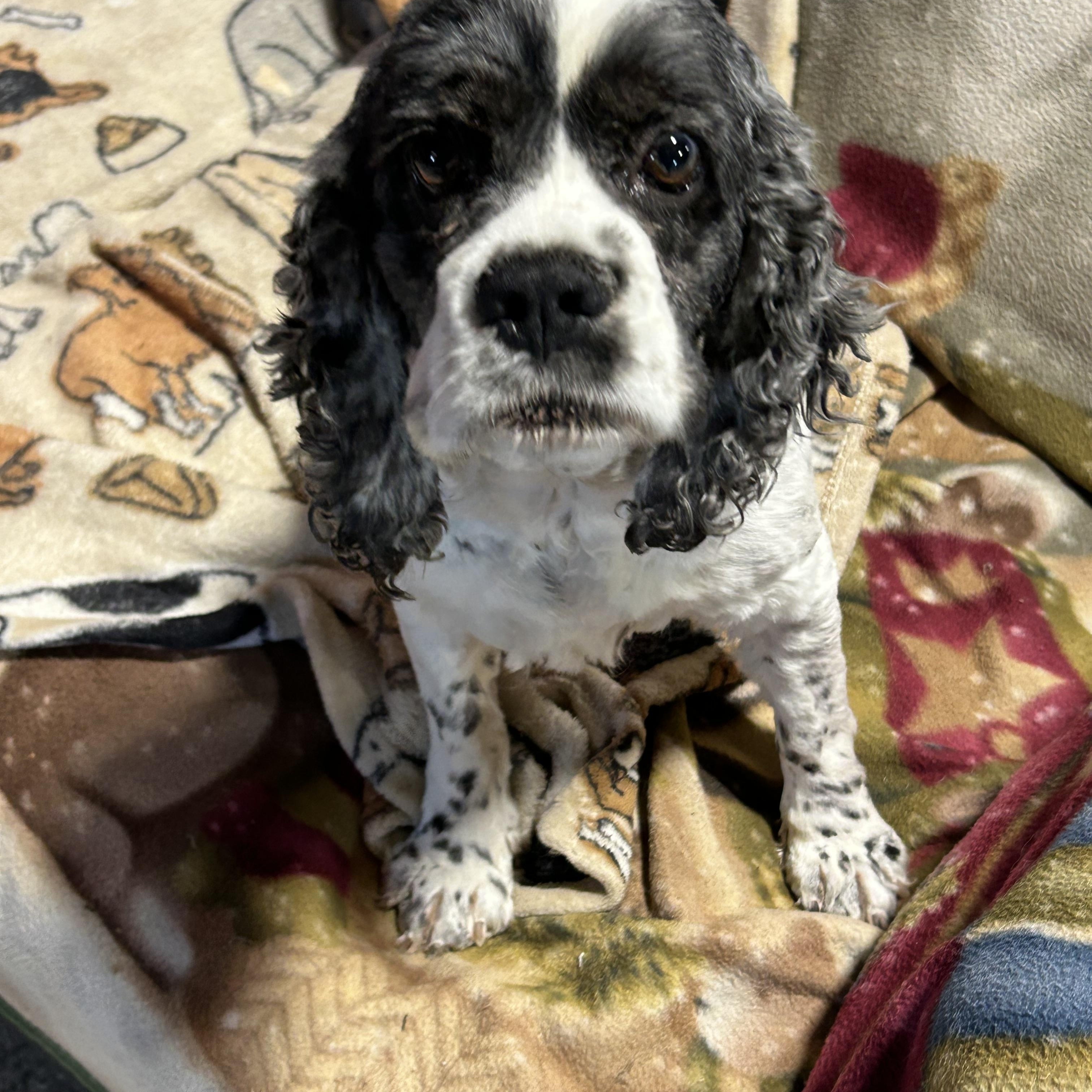 Enlarge Family dog. Tricia , a Adoptable Cocker Spaniel in Maumee , OH image 4/5