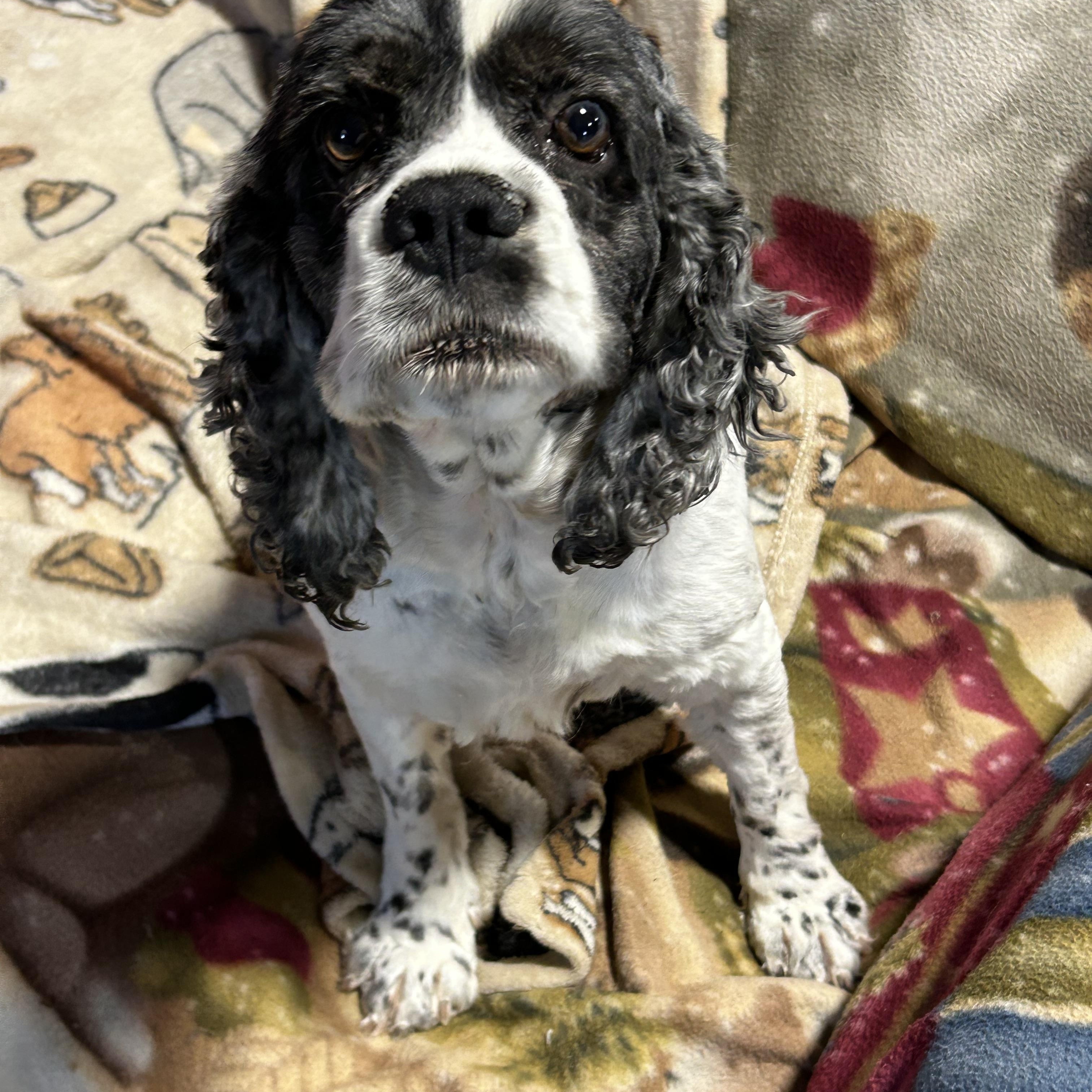 Enlarge Family dog. Tricia , a Adoptable Cocker Spaniel in Maumee , OH image 5/5