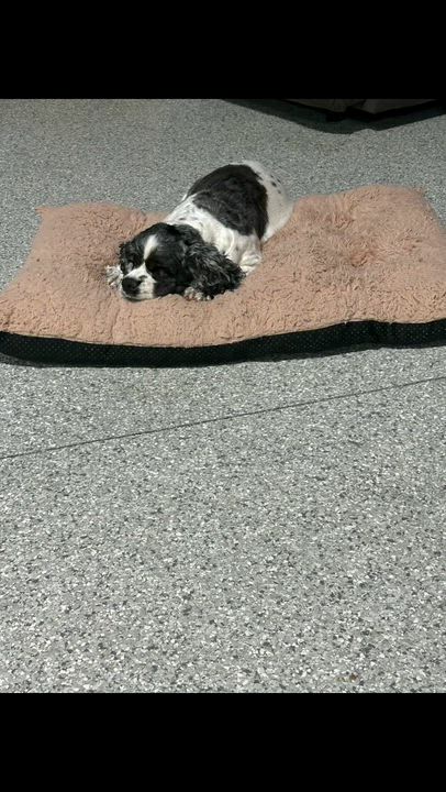 Enlarge Family dog. Tricia , a Adoptable Cocker Spaniel in Maumee , OH video 3/5