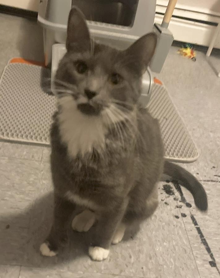 Enlarge Alma , an adopted Domestic Short Hair in Salem, NH image 2/2