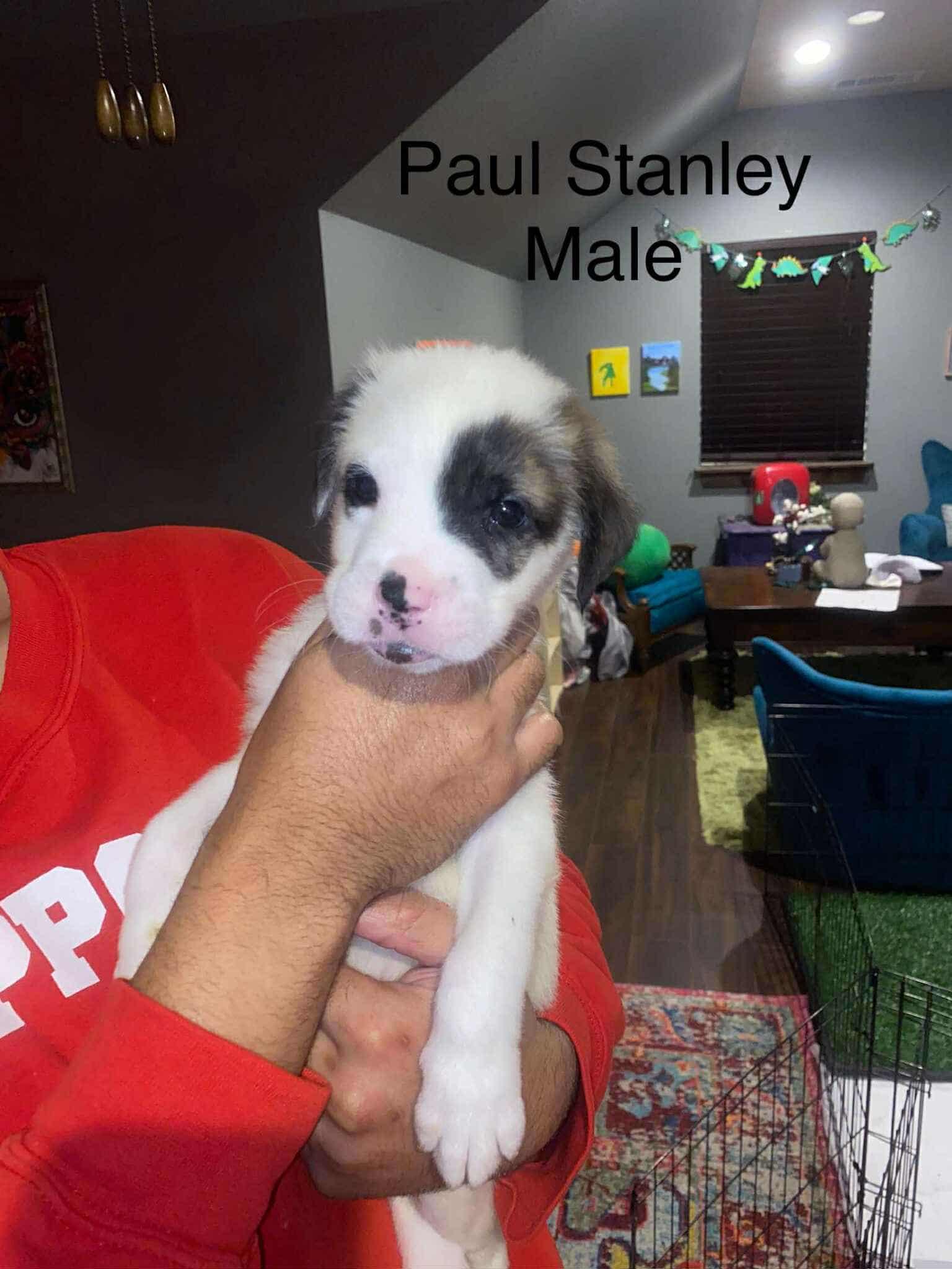 Stanley the Great Boxer-nees!