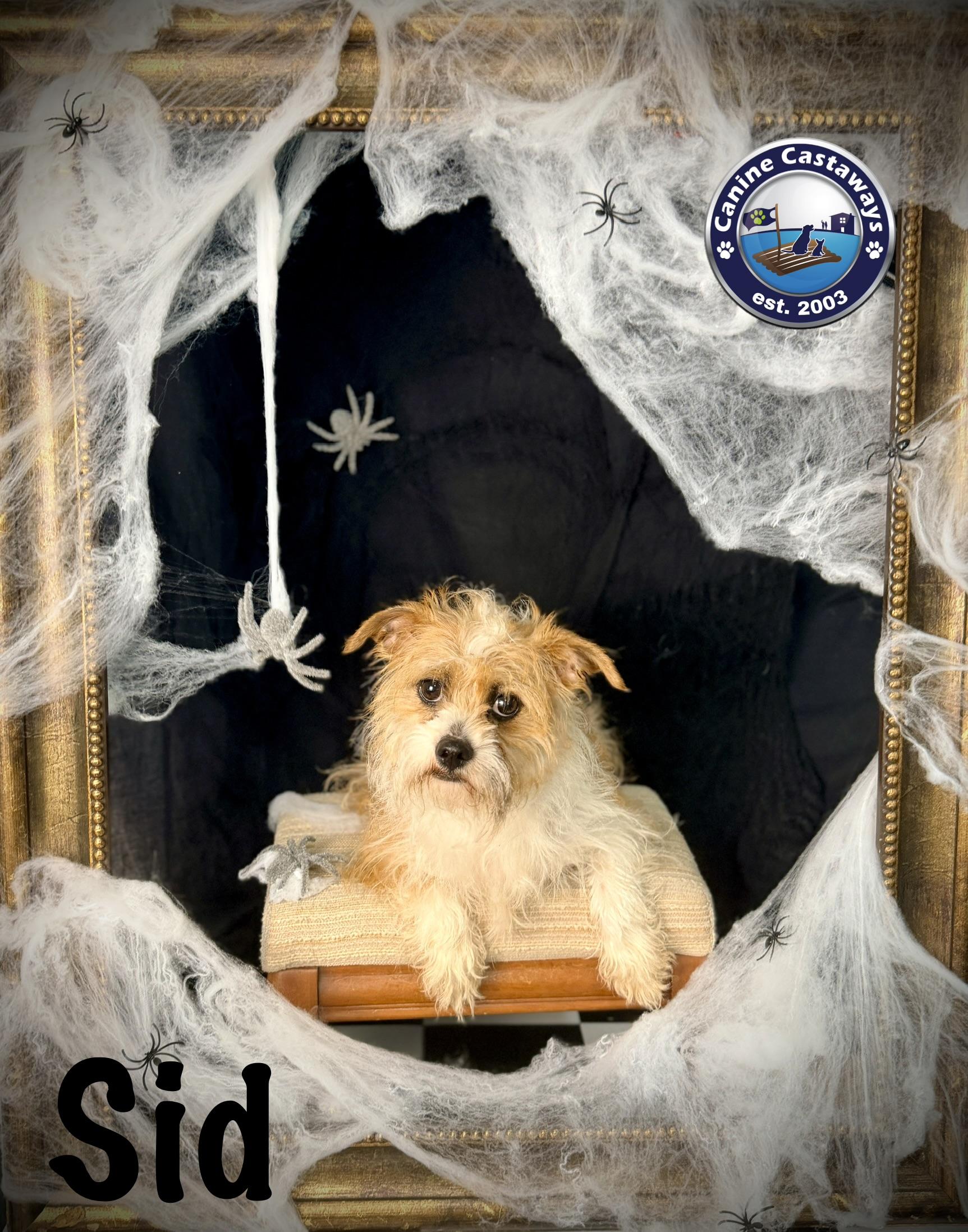 Enlarge Sid, a Adoptable mixed breed in Arcadia, FL image 2/6