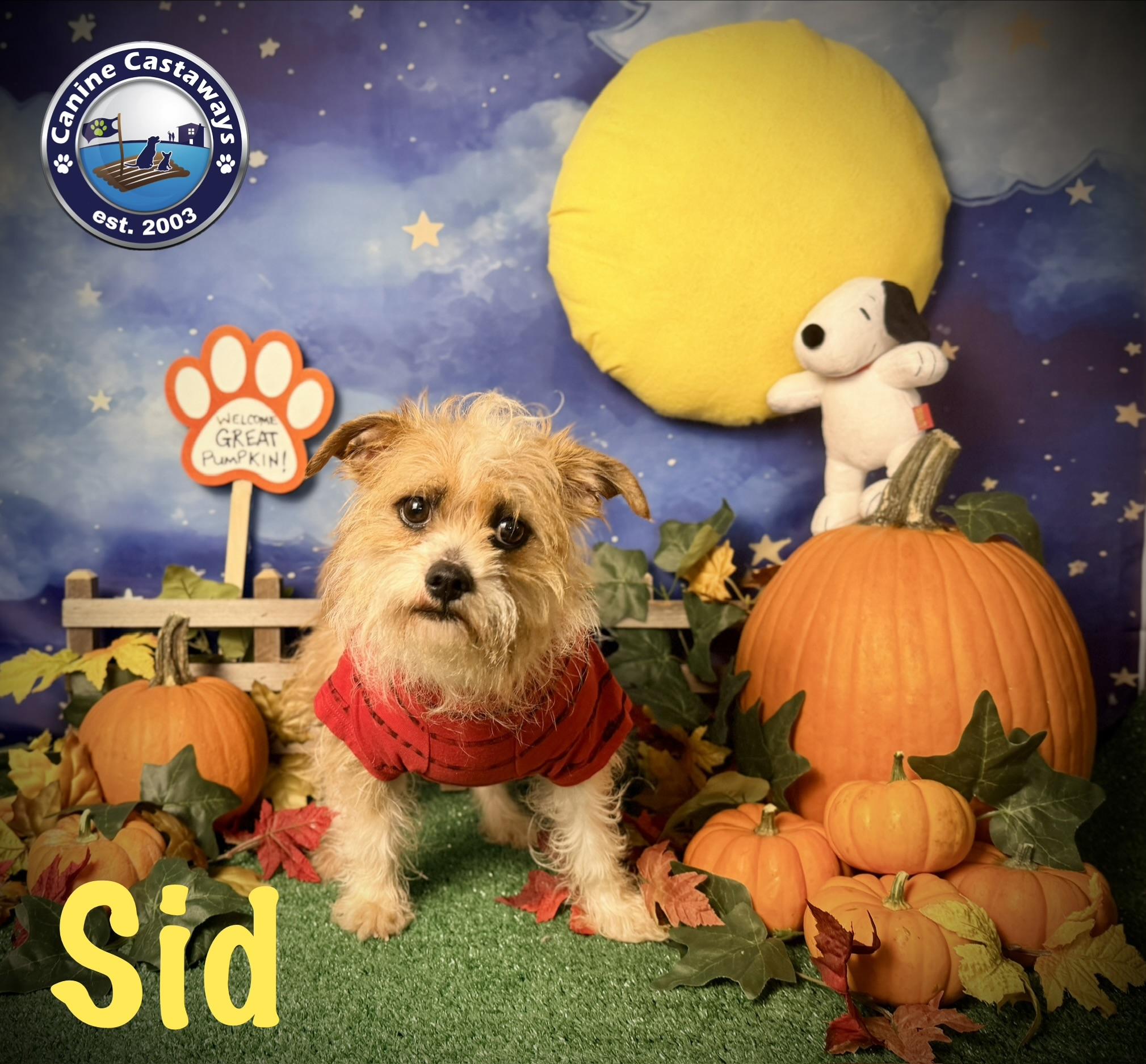 Enlarge Sid, a Adoptable mixed breed in Arcadia, FL image 4/6
