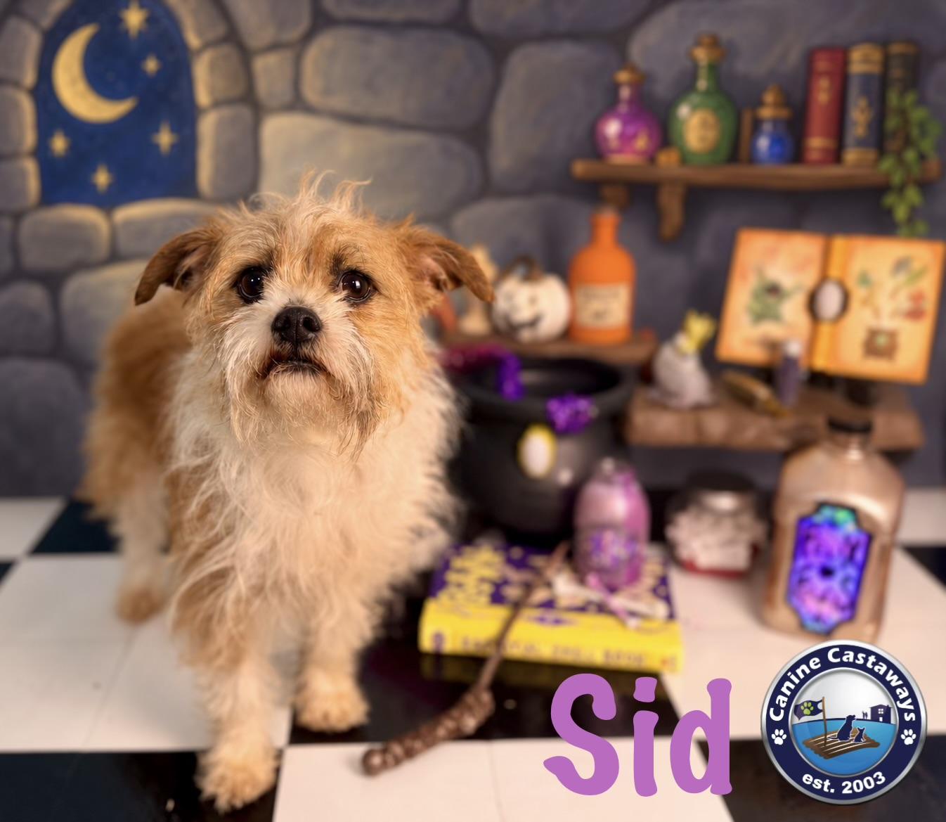 Enlarge Sid, a Adoptable mixed breed in Arcadia, FL image 3/6