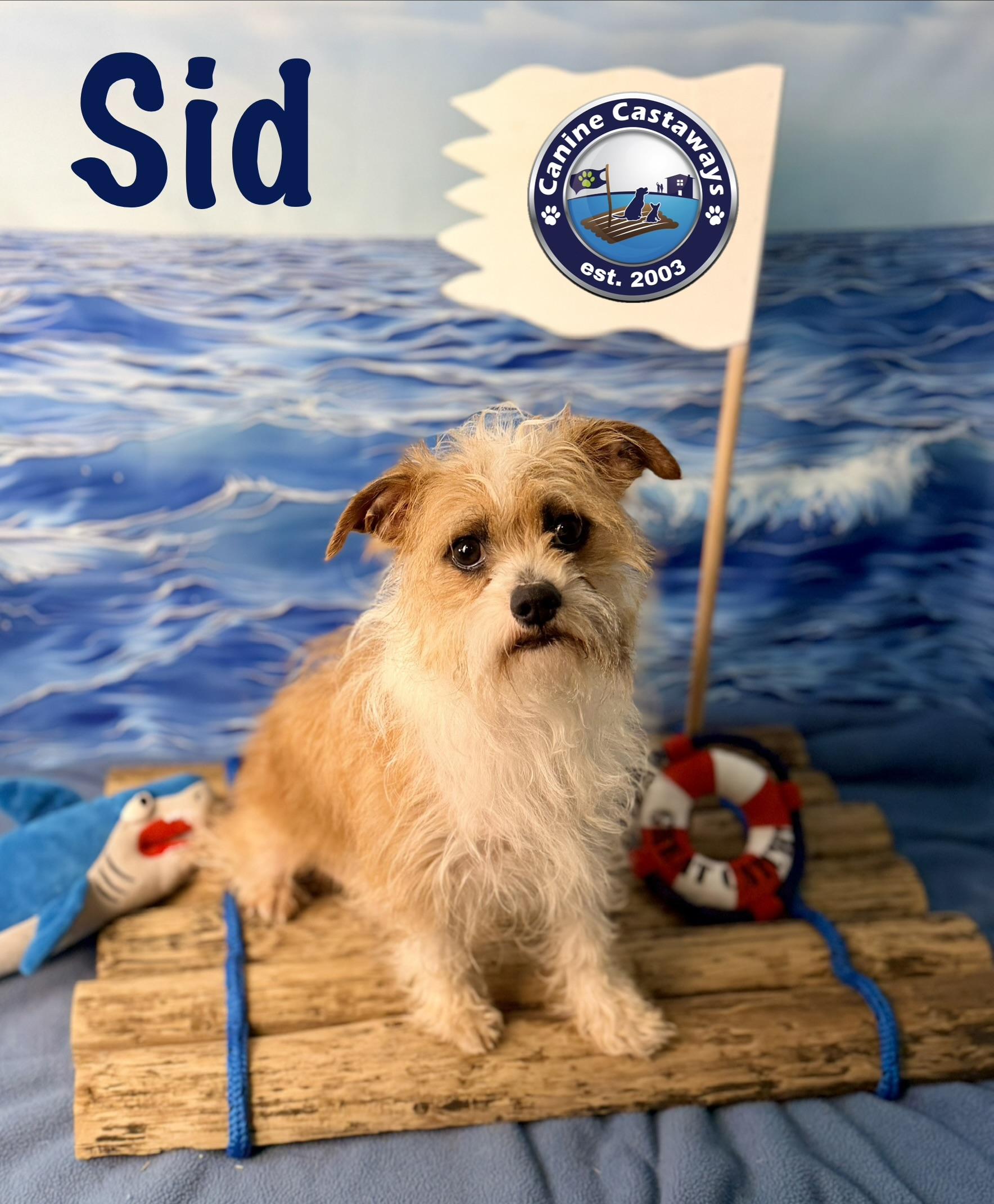 Enlarge Sid, a Adoptable mixed breed in Arcadia, FL image 1/6