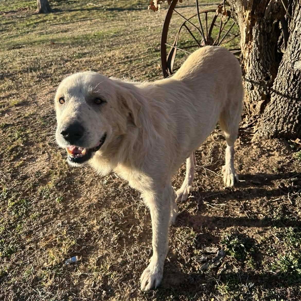 Wesley, a Adoptable Great Pyrenees in Port Angeles, WA image 6/6