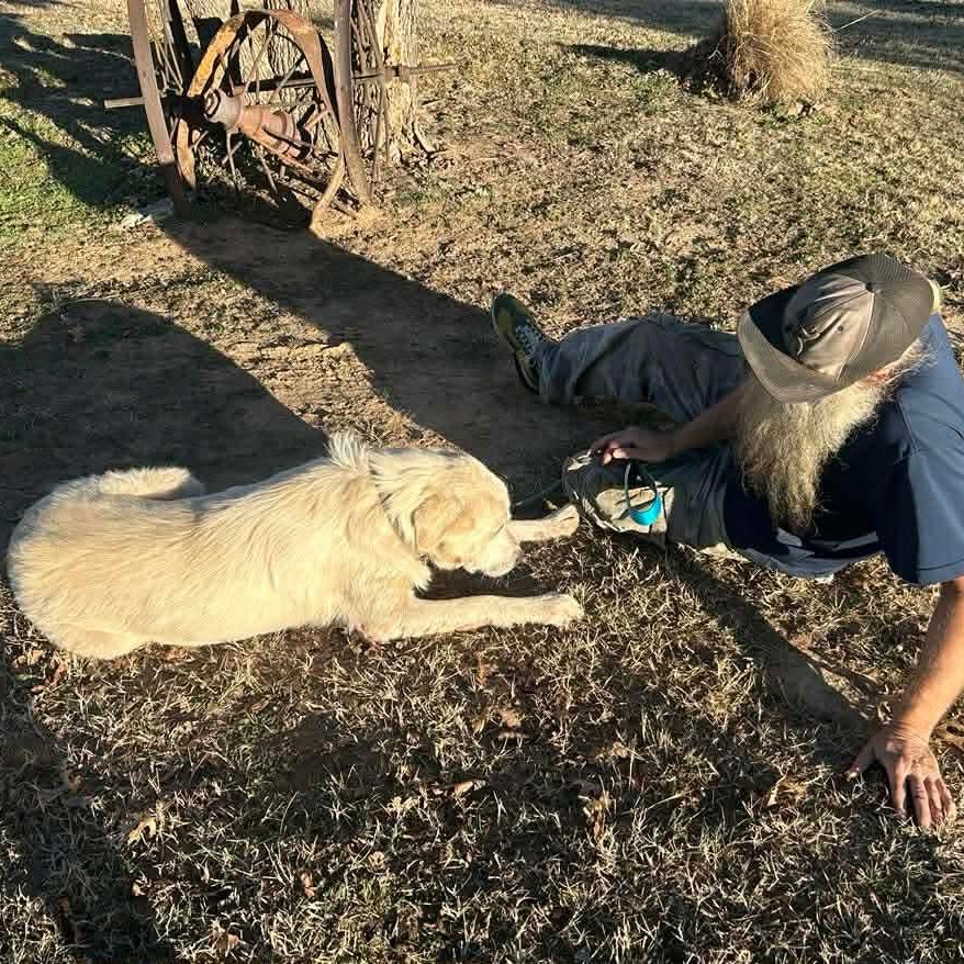 Wesley, a Adoptable Great Pyrenees in Port Angeles, WA image 5/6