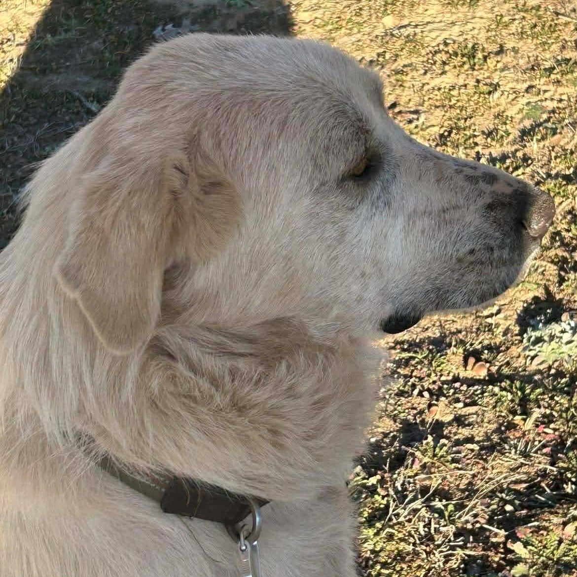 Wesley, a Adoptable Great Pyrenees in Port Angeles, WA image 3/6