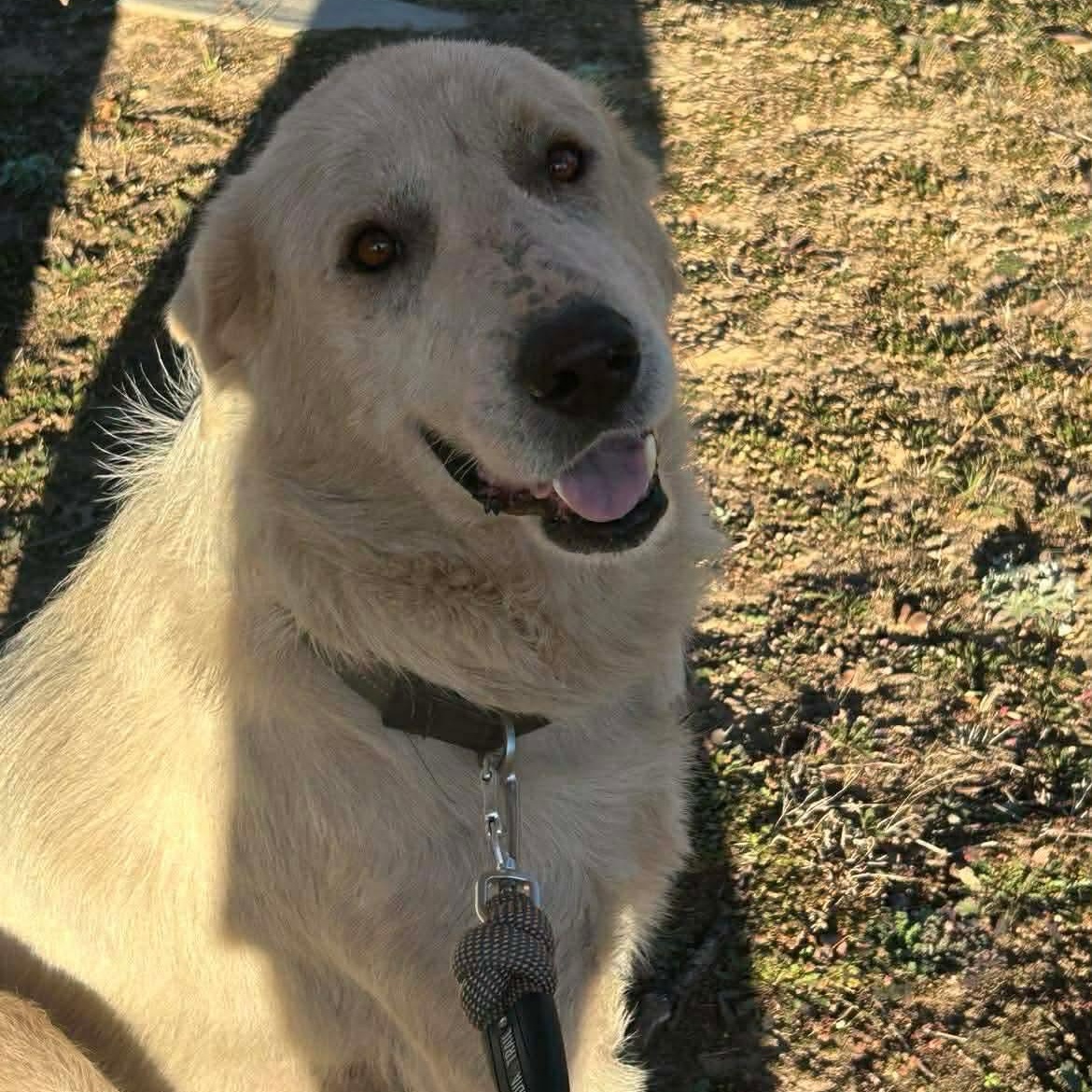 Wesley, a Adoptable Great Pyrenees in Port Angeles, WA image 4/6